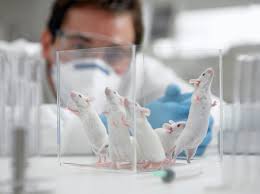 Ratas laboratorio investigación cáncer Ratas laboratorio